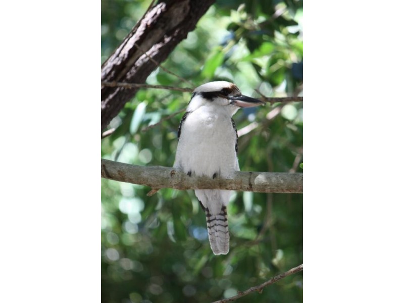 Mount Mellum QLD 4550