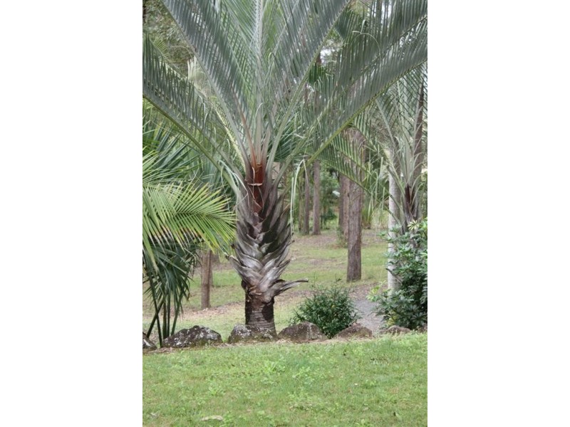 Mount Mellum QLD 4550