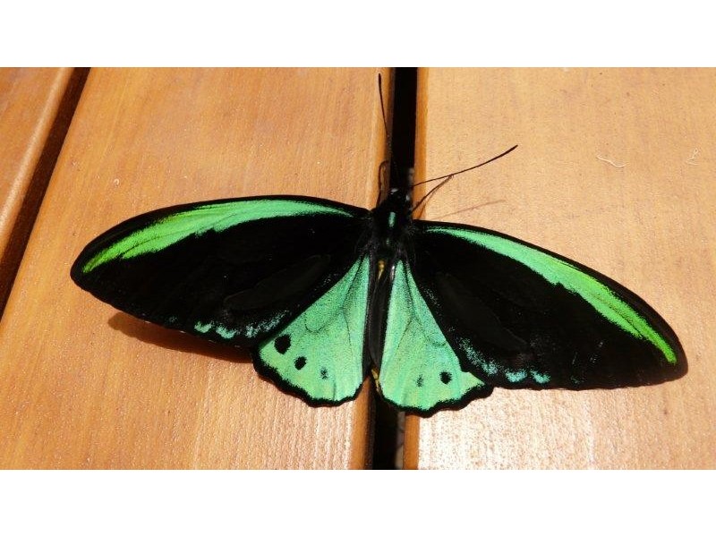 3071 Old Gympie Road, Beerwah QLD 4519