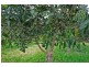 84 Reserve Lane, Peachester QLD 4519
