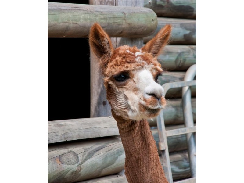 7 Jannali Court, Peachester QLD 4519