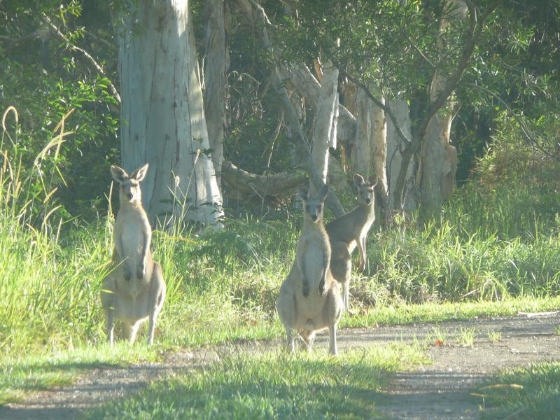 2314 Steve Irwin Way, Landsborough QLD 4550