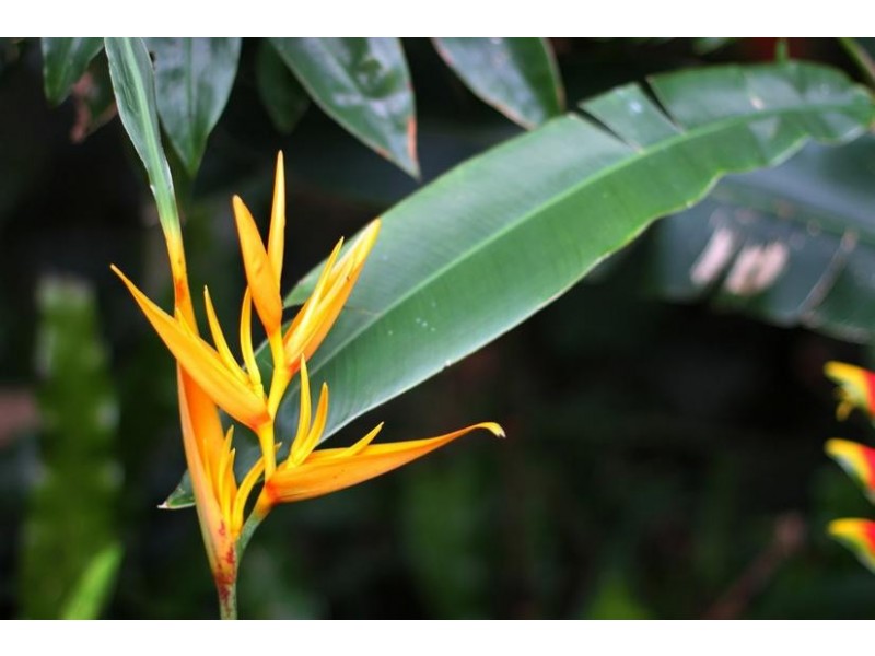 31 Lindeman Road, Beerwah QLD 4519