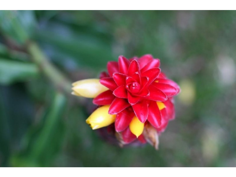 31 Lindeman Road, Beerwah QLD 4519