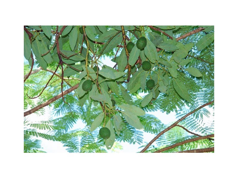 26 Sahara Road, Glass House Mountains QLD 4518