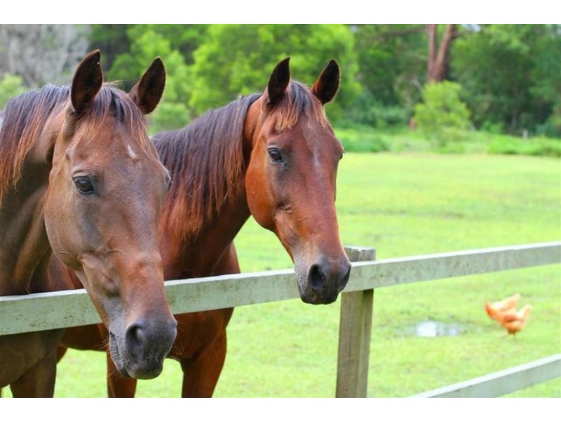 12 Sunbury Drive, Peachester QLD 4519