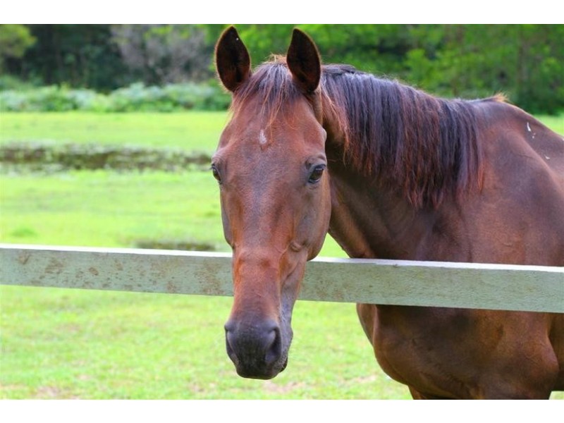 12 Sunbury Drive, Peachester QLD 4519