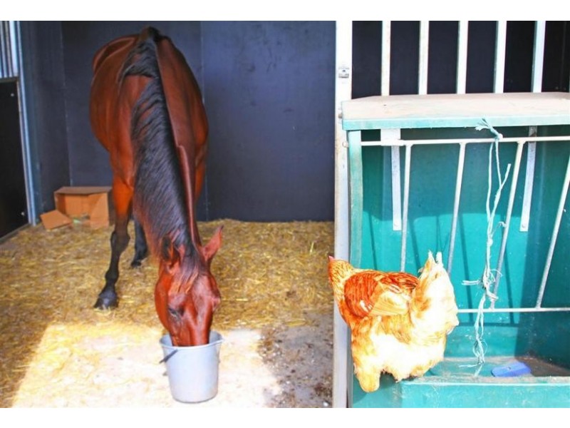 12 Sunbury Drive, Peachester QLD 4519