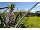 23 Clearview Drive, Glass House Mountains QLD 4518