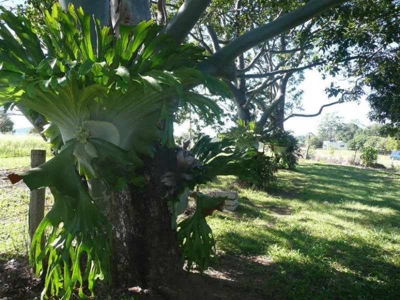 175 Yeates Road, Beerwah QLD 4519