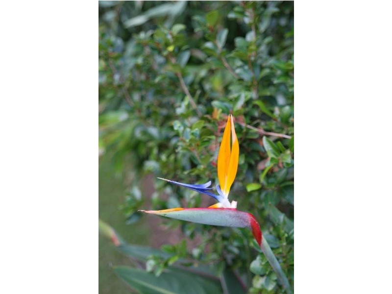 18 Julian Street, Peachester QLD 4519