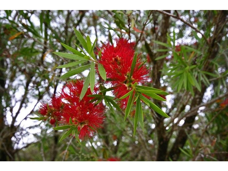 12 Elsa Court, Peachester QLD 4519