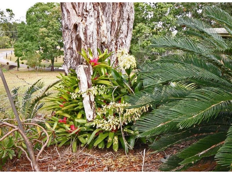 12 Elsa Court, Peachester QLD 4519