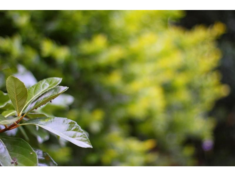 8 Arcadia Drive, Beerwah QLD 4519