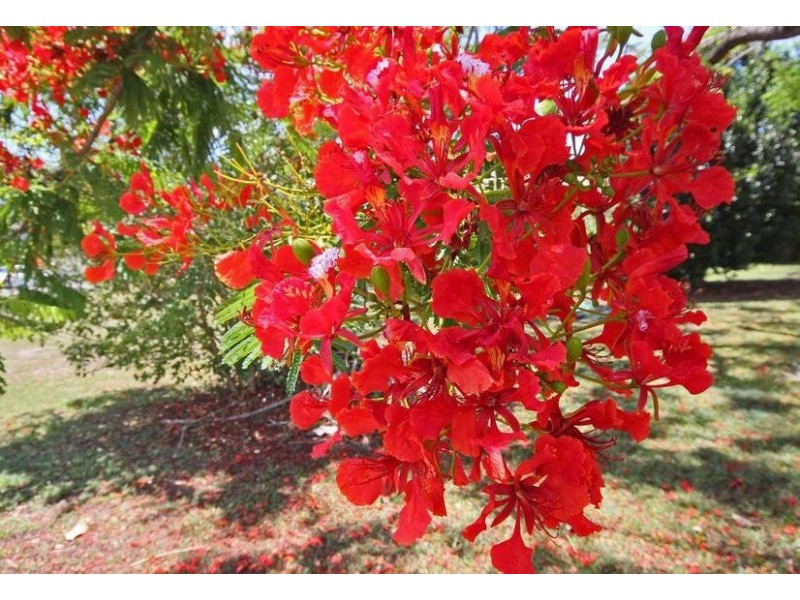 17 Bonato Road, Glass House Mountains QLD 4518