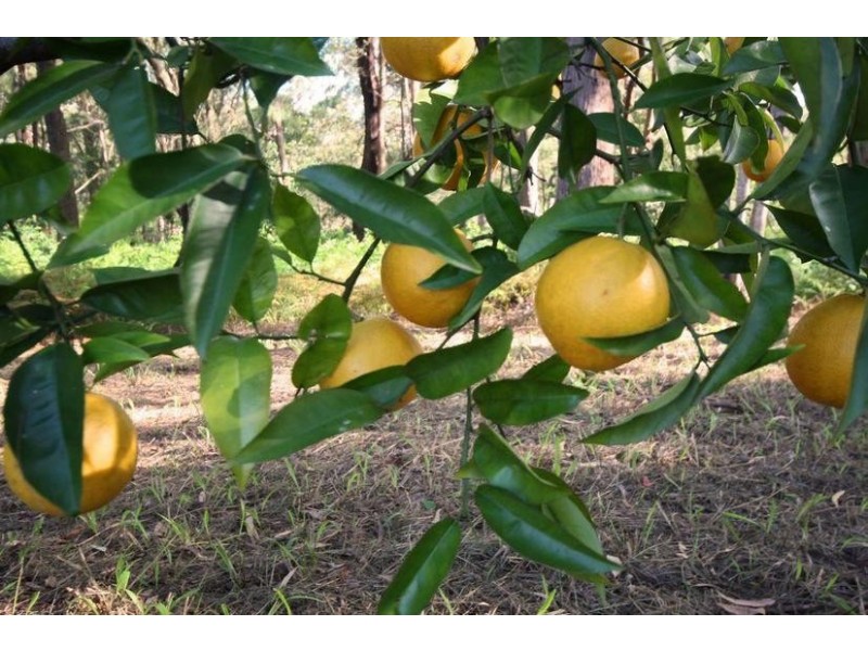 Lot 6, 1870 Maleny-Stanley River Road, Maleny QLD 4552