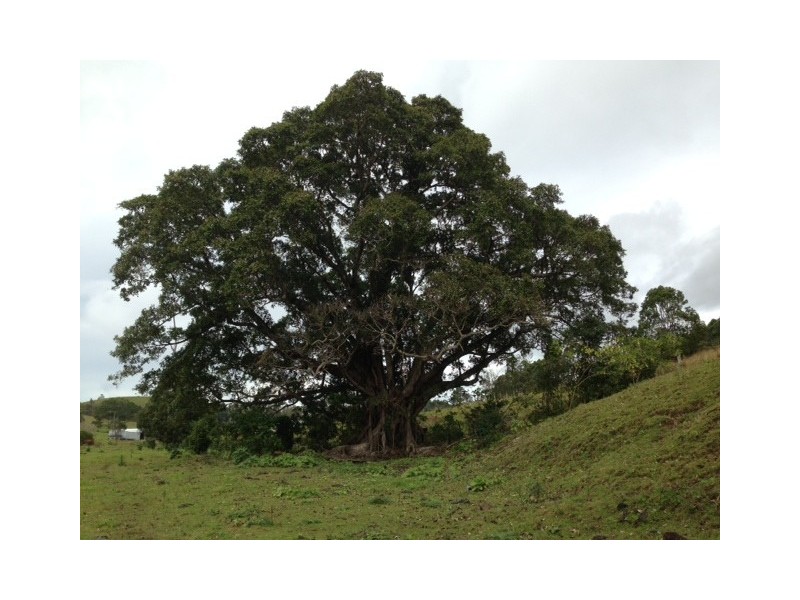 1179 Kilcoy-Beerwah Road, Cedarton QLD 4514