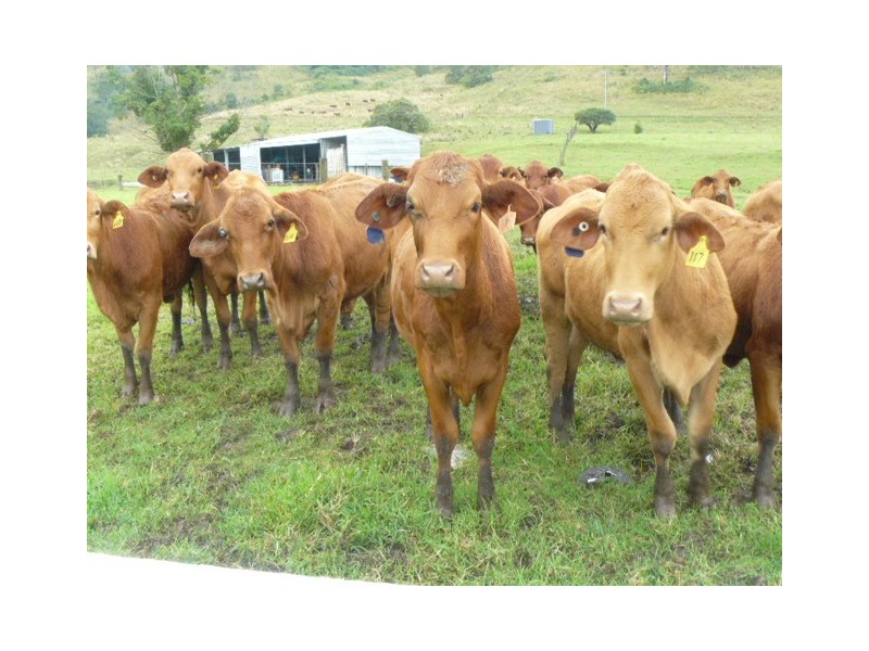 1179 Kilcoy-Beerwah Road, Cedarton QLD 4514