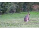 83 Morrisons Road, Peachester QLD 4519