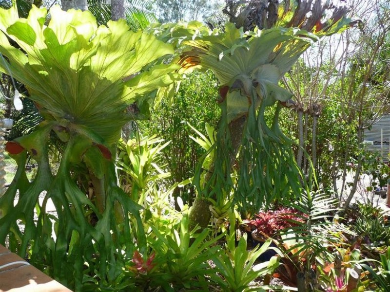 167 Lindeman Road, Beerwah QLD 4519