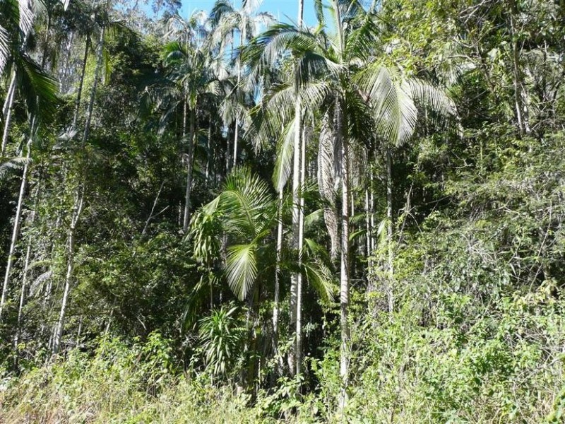 Lot 570 Gowens Road, Peachester QLD 4519