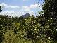Glass House Mountains QLD 4518