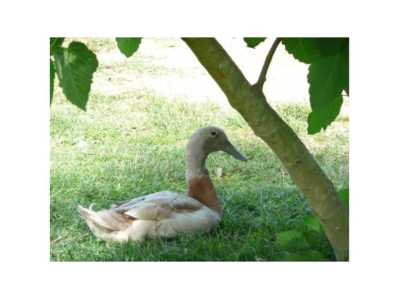 Glass House Mountains QLD 4518