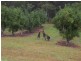 Beerwah QLD 4519