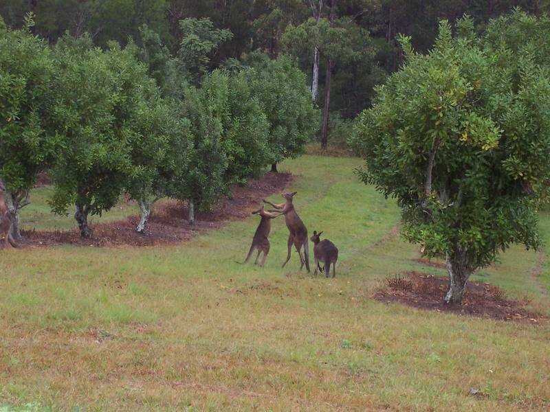 Beerwah QLD 4519