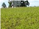 Glass House Mountains QLD 4518