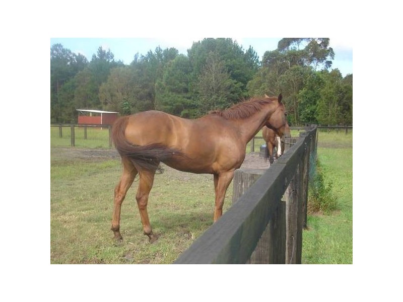 Glass House Mountains QLD 4518