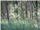 Peachester QLD 4519