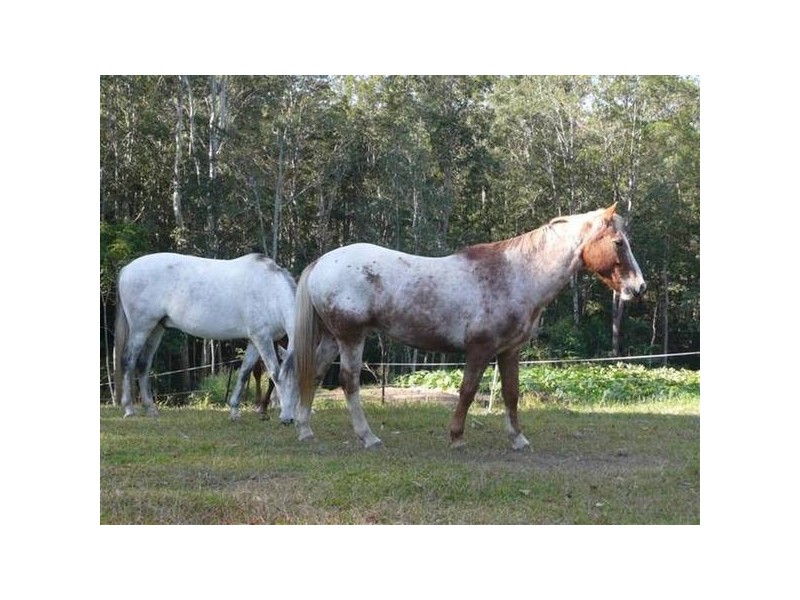 Landsborough QLD 4550