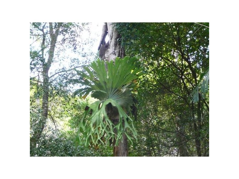 Landsborough QLD 4550