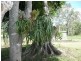 Peachester QLD 4519
