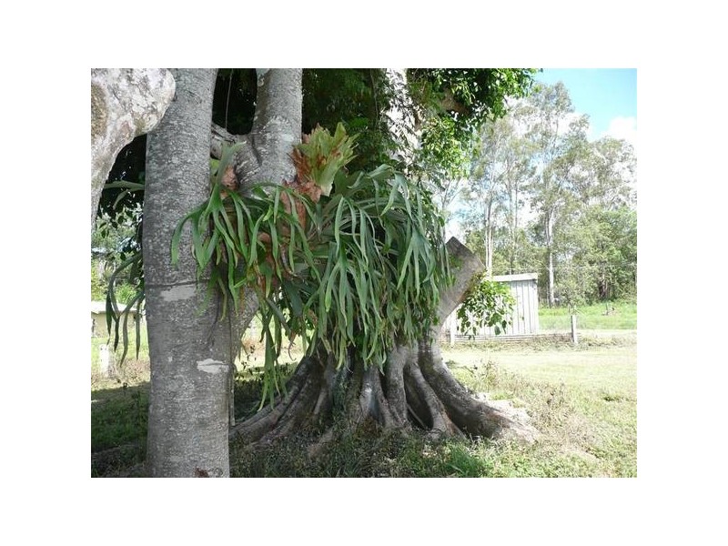 Peachester QLD 4519