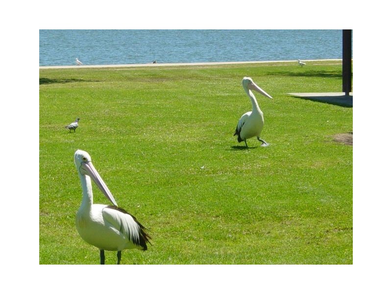 125B Wells Street, Springfield NSW 2250