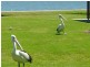 2/205 Albany Street, Point Frederick NSW 2250