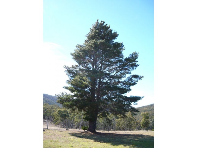 164 Barcham Lane, Bungonia NSW 2580