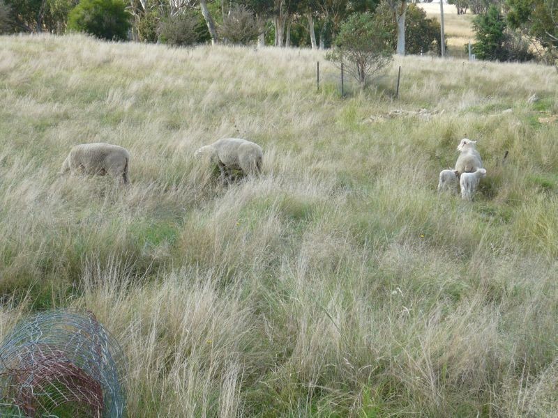 5026 Braidwood Road, Goulburn NSW 2580