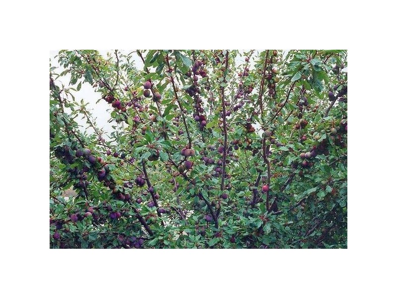 Roberts Road, Windellama NSW 2580