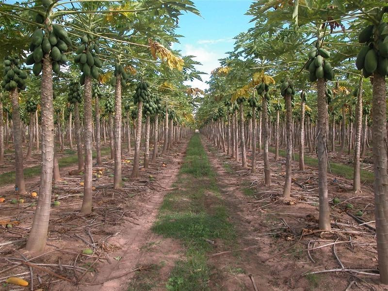 184 Lower Sandy Creek Road, Dimbulah QLD 4872