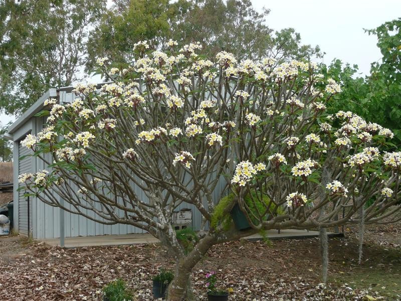 34 Cypress Road, Biboohra QLD 4880