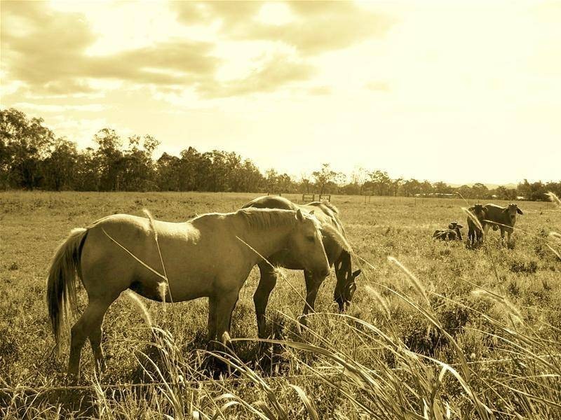 1 Delacey Road, Dimbulah QLD 4872