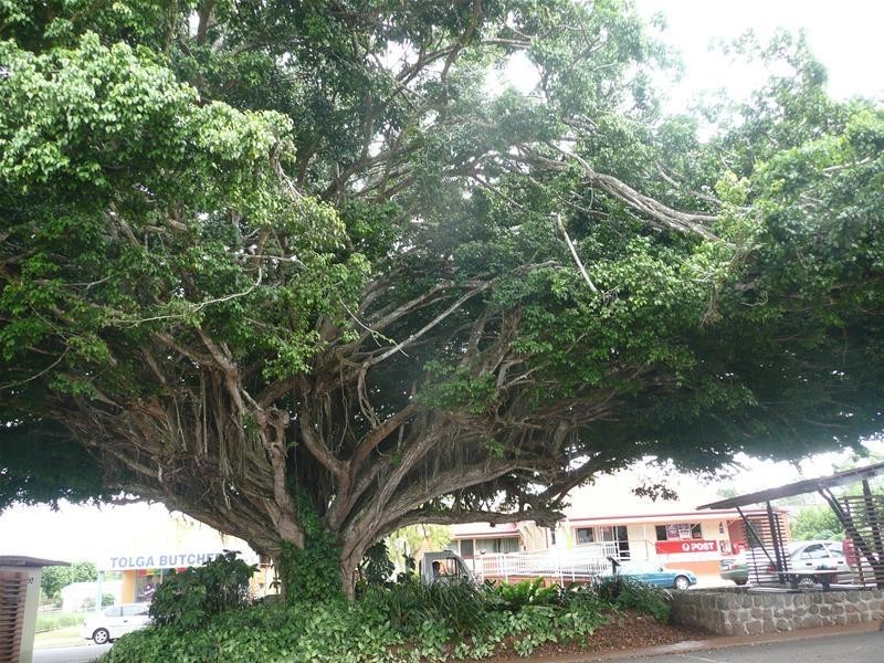 62 Main Street, Tolga QLD 4882