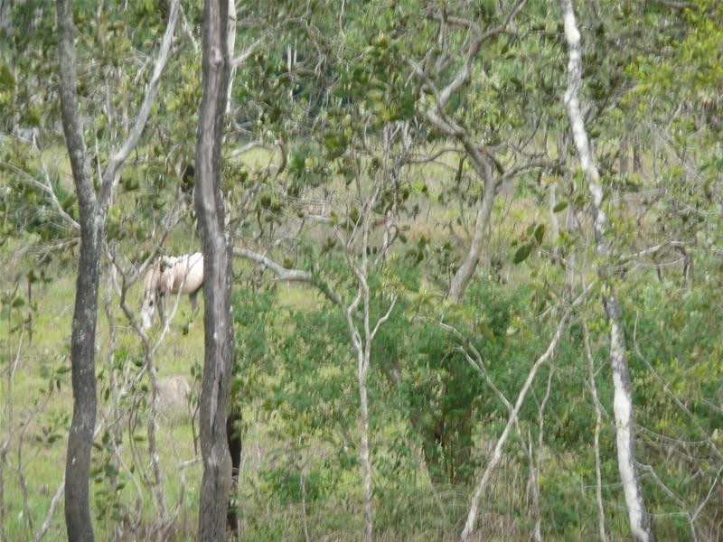 Mareeba QLD 4880
