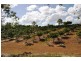 253 Kenneally RD. Road, Mareeba QLD 4880