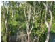 3 River Drive, Mareeba QLD 4880