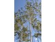 L7 HOOLAHAN Drive, Mareeba QLD 4880