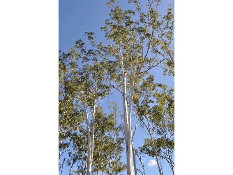 L7 HOOLAHAN Drive, Mareeba QLD 4880